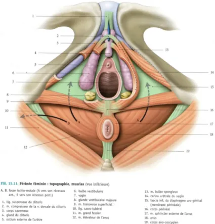 Fig  1 :  Périnée  féminin :  topographie,  muscles  (issu  de  Kamina,  Anatomie  clinique, Tome 4, 2008) (14) 