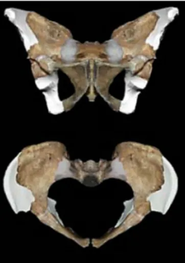 Fig. 2 : Reconstruction du pelvis d’MH2  proposée par Kibii (en blanc les parties  reconstruites)