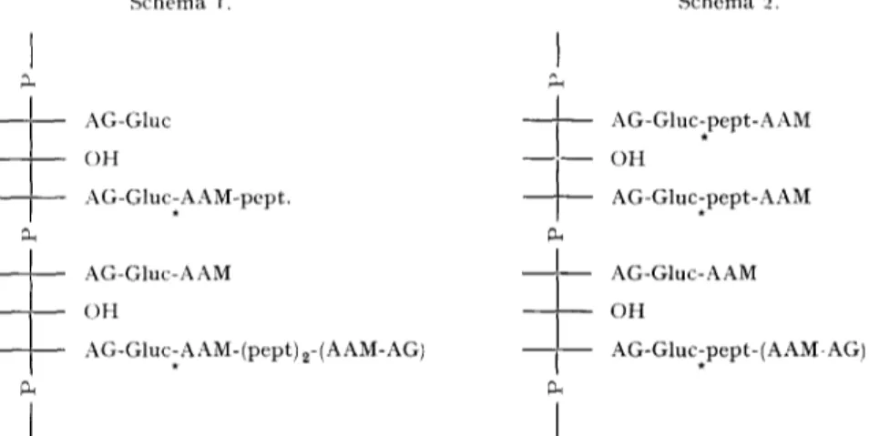 Fig. 7.  Esquisses de la structure  possible du  complexe &#34;acide tdichoique-mucopeptide&#34;  libdr6 des  parois cellulaires de  B