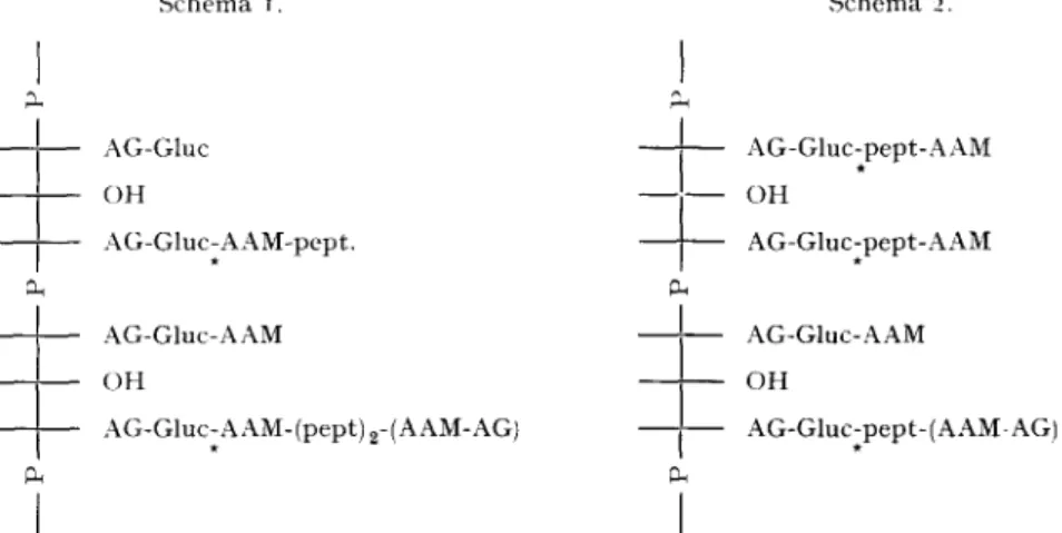 Fig. 7.  Esquisses de la structure  possible du  complexe "acide tdichoique-mucopeptide"  libdr6 des  parois cellulaires de  B