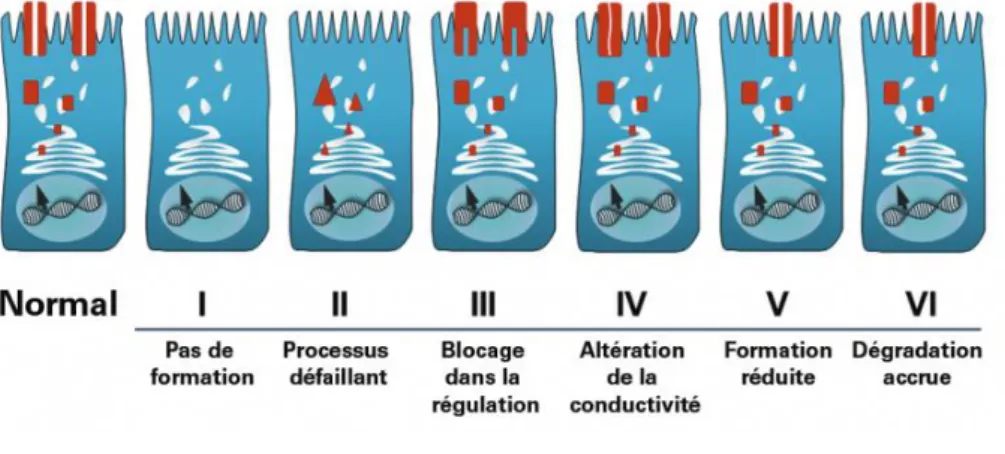 Figure 2 : Schéma des classes de mutations et impact sur la fonction de la protéine CFTR [7]