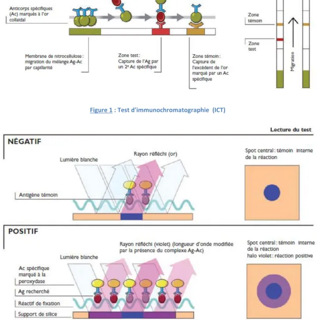 Figure 2 : Test immuno-optique