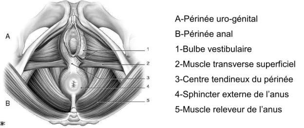 Figure 2 : Ampliation obstétricale de la vulve, du périnée, des muscles pubo-vaginal  et pubo-rectal (vue périnéale)