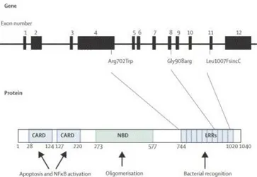 Figure 3 Structure de la protéine NOD2  et du gène CARD15 avec localisation des trois mutations