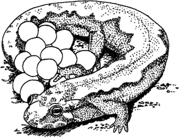 Fig. 4. Soins parentaux chez la salamandre des montagnes (Desmognathus ochrophaeus) (redessiné d’après une photographie de R.T