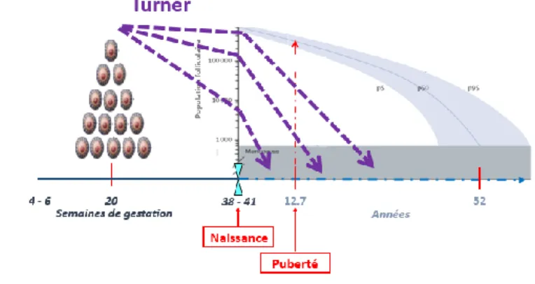 Figure 8. Folliculogénèse dans le  Syndrome de Turner, d’après De  Vos et al. Lancet 2010