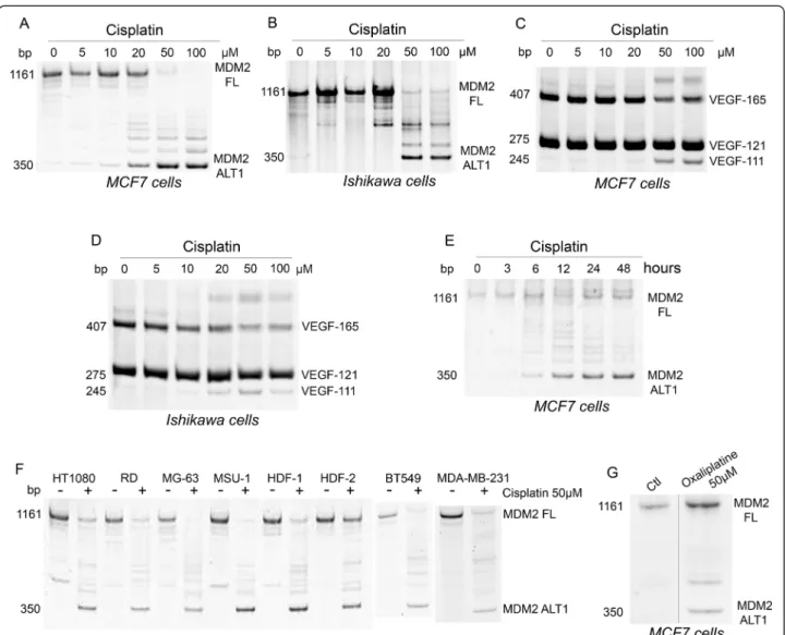 Figure 1 Platinum-based chemotherapeutic agents affect MDM2 and VEGF pre-mRNA splicing
