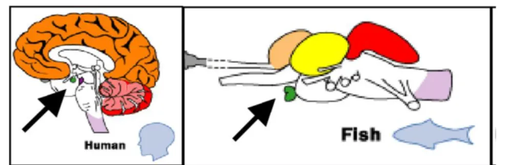 Figure 2.  Les deux images montrent la  localisation de l’hypophyse chez l’humain et le  poisson (flèche) (Liem  2001  3era edition).