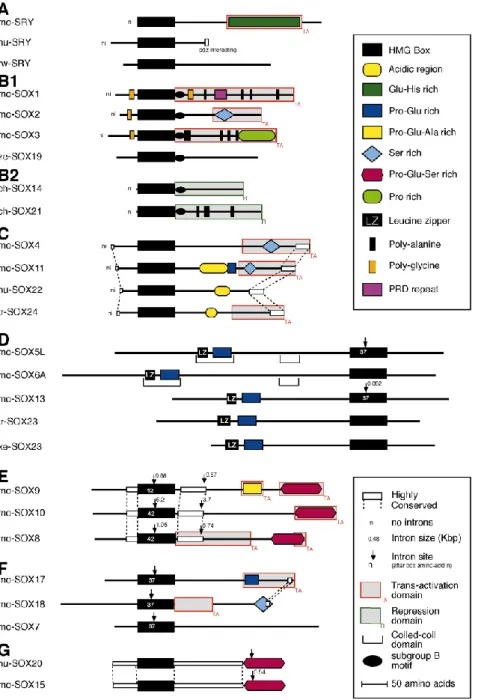 Figure 10.  Représentation schématique de la famille des protéines SOX mettant en évidence la conservation  de  différents  groupes  familiaux  SOX