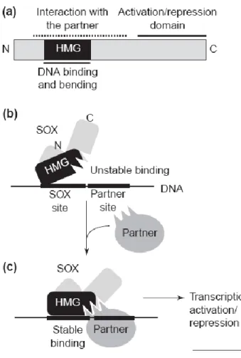 Figure 11.  Modèle d’interaction du facteur SOX avec son partenaire