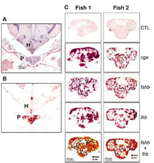Figure 13. Profils d'expression spatiale de fshβ, lhβ, et gsua dans l'hypophyse de zebrafish adulte