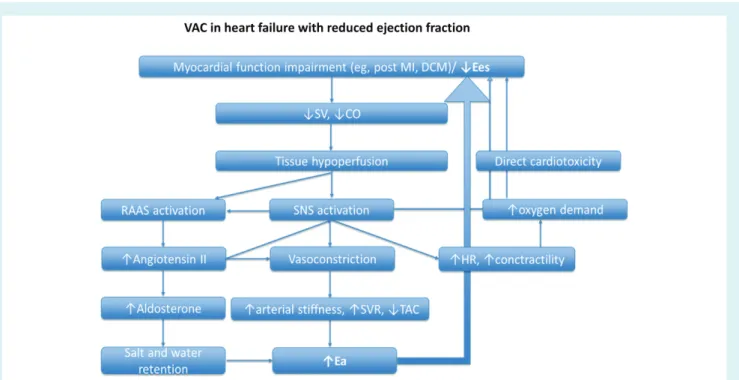 Figure 7 In the heart failure with reduced ejection fraction model of ventricular–arterial decoupling, a primary reduction of left ventricular elastance results in a compensatory increase of systemic arterial elastance (Ea); their interaction creates a vic