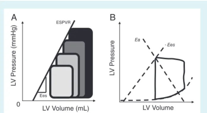 Figure 1 (A) Left ventricular (LV) end-systolic elastance (Ees) estimated by pressure–volume loop family, end-systolic point line