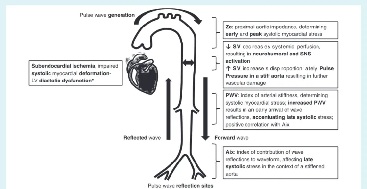 Figure 2 Vascular mechanisms that lead to impaired left ventricular (LV) function. Aix, augmentation index; PWV, pulse wave velocity; SNS, sympathetic nervous system; SV, stroke volume.