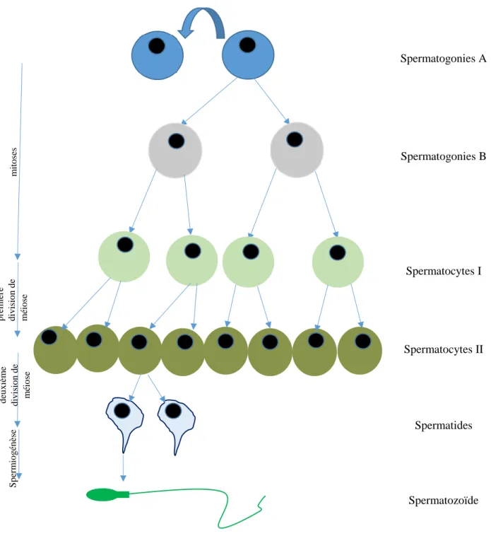 Figure 1 : Représentation synthétique et schématique de la spermatogénèse et de la spermiogénèse