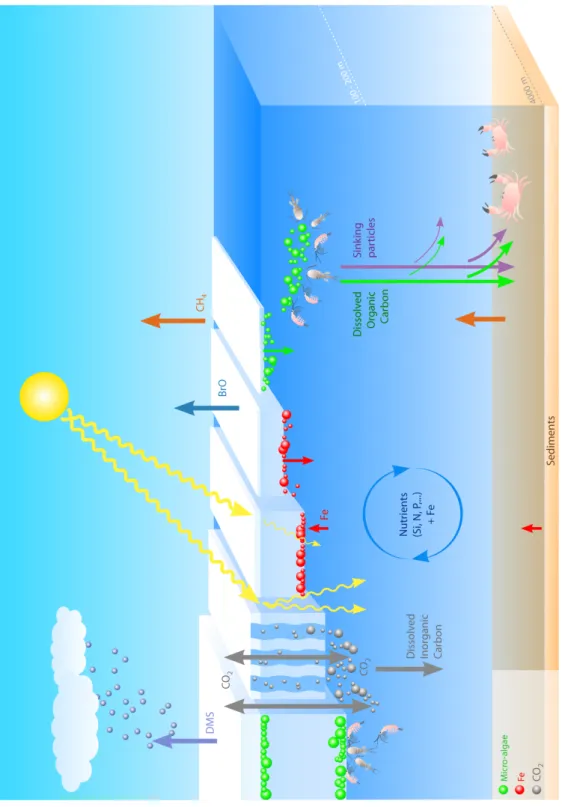 Figure 1. Schematics of the biogeochemical processes occurring in the Polar oceans (see text  for details)