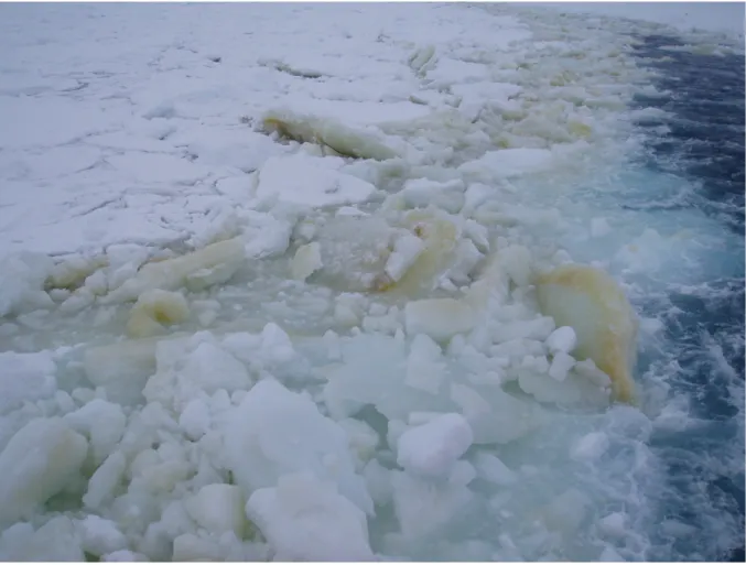 Figure 2. Microbial communities within sea ice, as shown by the brown-green coloration of   tilted sea ice floes in the wake of R/V N.B