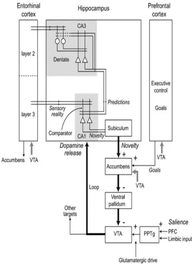 Figure 5. HP-VTA loop (Lisman and Grace, 2005). 