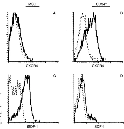 Fig. 2. CXCR4 and stromal-derived factor-1 (SDF-1) expression in CD34 + cells and mesenchymal stem cells (MSC)