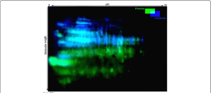 Figure 9 Protein carbonyl patterns of freeze-dried A. senegalensis kept at 35°C for 12 months