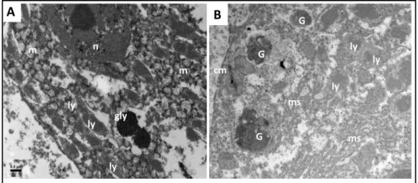 Fig. 3. Ultrastructure of Franciscana dolphin liver. A: electron microscopy of a hepatocyte showing numerous mitochondria (m) and glycogen granules (gly)