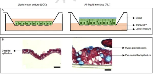 Fig. 3. Comparison of bronchi barrier morphology between Calu-3 cells seeded in liquid-cover culture (LCC) or in air-liquid interface (ALI) configuration