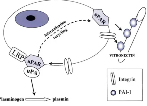 Figure 2. PAI-1 and uPAR are multifunctional molecules. uPAR interacts with different cell surface-associated  molecules (integrins) and with the extracellular matrix glycoprotein, vitronectin