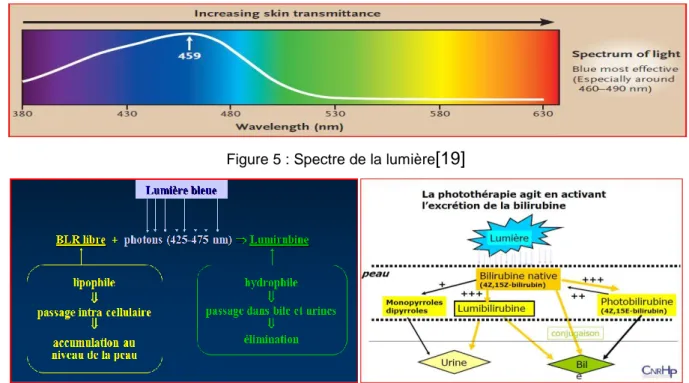 Figure 6: Principe d’action de la photothérapie 