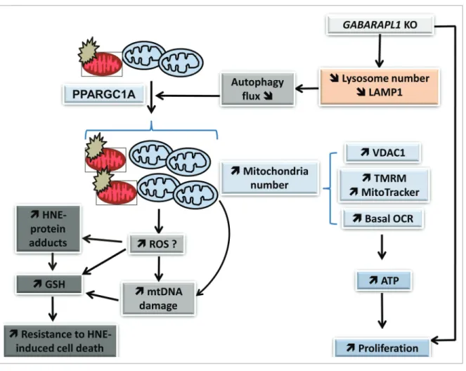Figure 10. GABARAPL1 function in breast cancer cells. Our studies indicate that GABARAPL1 plays an important role in autophagic flux, mitochondrial  homeostasis, metabolic programming, and control of cell proliferation in breast cancer MDA-MB-436 cells