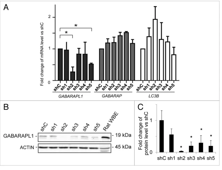 Figure 1. GABARAPL1 mRNA and protein expression are significantly decreased in the MDA-MB-436-sh2 clone