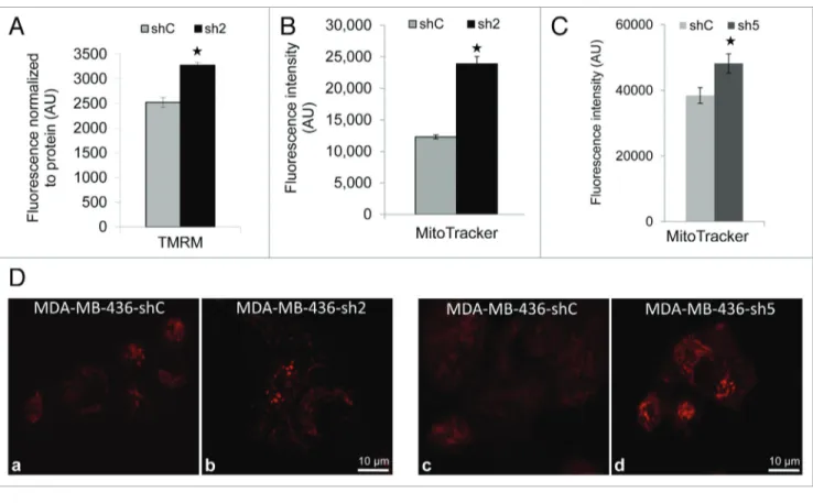 Figure 6. GABARAPL1 knockdown increases TMRM and MitoTracker Red staining. (A) TMRM staining (AU, arbitrary units) normalized to total protein