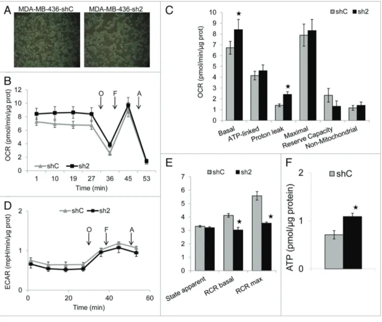 Figure 7. GABARAPL1 knockdown increases basal and proton-leak oxygen consumption rate (OcR), increases intracellular ATP levels, and decreases  basal and maximal respiratory control ratio (RcR)