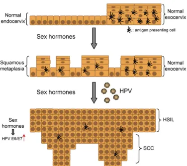 Fig. 1. Schematic representation of the potential mechanisms by which sex hormones may facilitate the cervical carcinogenesis: induction of squamous metaplasia in the endocervical epithelium; alterations of antigen presenting cells and increased HPV gene e