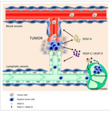 Figure 1. Crosstalk between tumor hypoxia and the lymphatic and blood vascu- vascu-latures