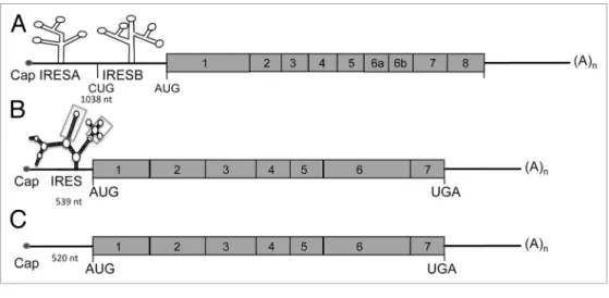 Figure 2. Schematic representation of VEGF-A, -C, and -D mRNAs. (A) VEGF-A mRNA is characterized by a long 5′UTR (1038 nt) containing two internal  ribosome entry sites (iReSs) (A and B)