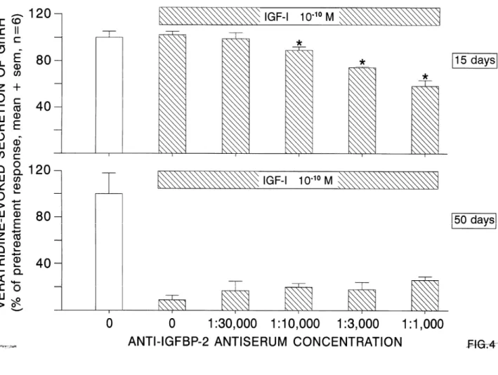 Fig. 4. Effects of increasing concentrations of mouse anti-IGF-BP2 antiserum (Ab) on the veratridine-evoked  GnRH secretion which is studied in the presence of IGF-I at 15 days (upper panel) and 50 days (lower panel)