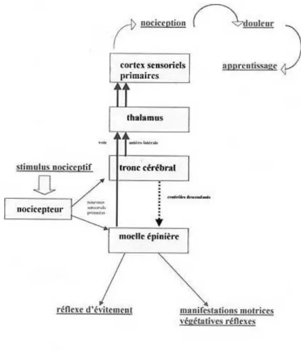 Figure 3 Voies de conduction d'un stimulus nociceptif 