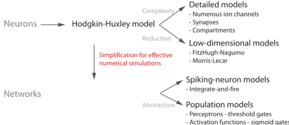 Figure 2.2 – Model resolution levels. The spatiotemporal scales of the models cover the resolution levels of the brain and depend on the mechanism under study