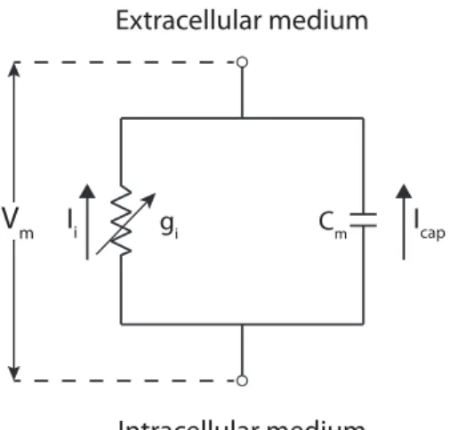 Figure 2.3 – The neuron membrane can be likened to the classic electrical RC circuit.