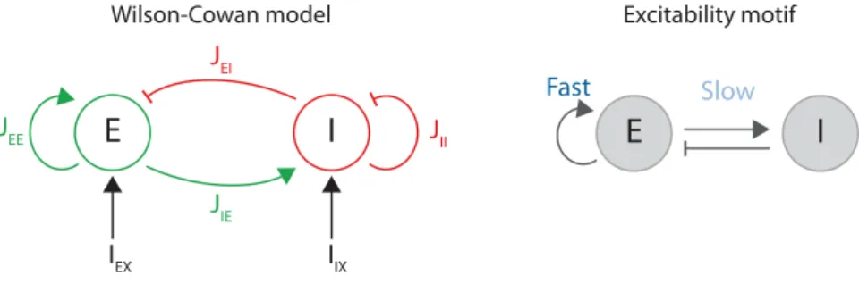 Figure 2.8 – The Wilson-Cowan network model. (Left) Connectivity diagram for the firing-rate model of the cortical circuitry and dynamics: excitatory (E) pool of neurons reciprocally connected to an inhibitory (I) pool of neurons