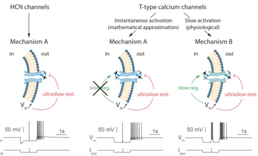 Figure 3.2 – The slow activation of T-type calcium channels is the distinctive difference between the two PIR mechanisms