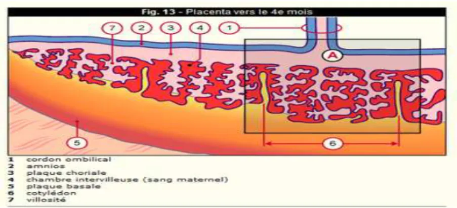 Figure 1. Placenta vers le 4 ème  mois (source: http://cvirtuel.cochin.univ-paris5.fr) 