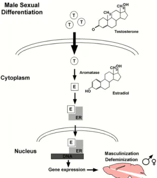 Fig. 1. Sexual diﬀerentiation of the brain. In male rodents, testosterone (T) secreted by the testes enters the brain where it is aromatized to estradiol (E), which subsequently binds to the estradiol receptor to promote gene expression that masculinize an