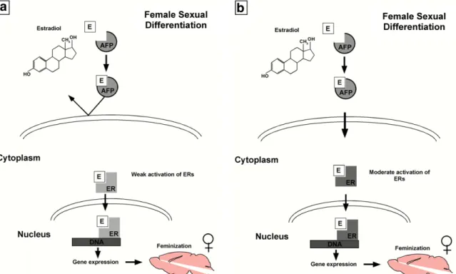 Fig. 7b). In particular, the discrete intracytoplasmic locali- locali-zation of rodent AFP suggests its possible active  involve-ment in estrogen-sensitive neurons during the critical period of sexual diﬀerentiation