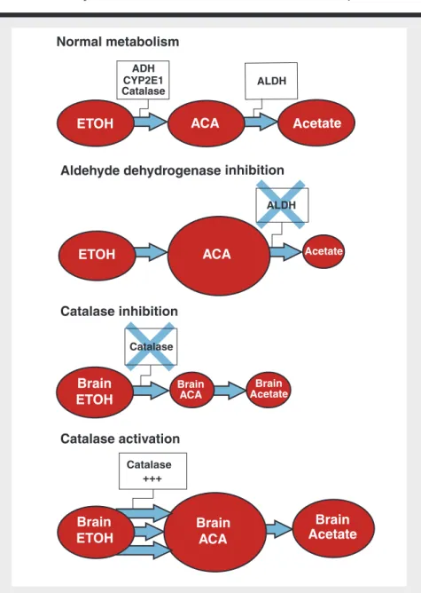 Figure 1  Schematic representation of the metabolism of ethanol (ETOH) and the  effects of aldehyde dehydrogenase (ALDH) inhibitors and catalase modula­
