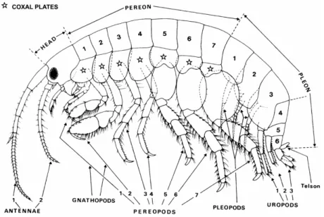 Fig. 1.4. – Basic morphology of gammaridean amphipod. From Chapelle (2001) 