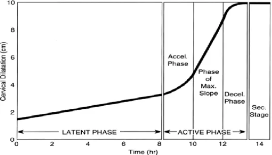 Figure 1 : Courbe cervimétrique de Friedman [41] 