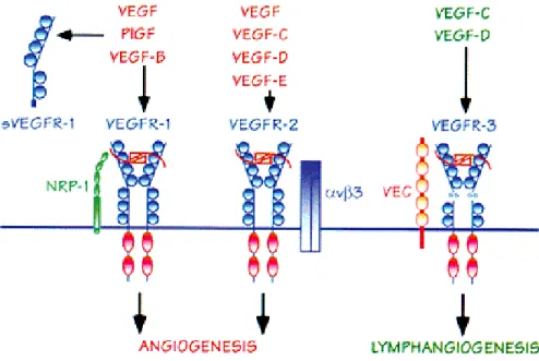 Figure 5: Famille du VEGF. Liste des différents récepteurs ainsi que leurs ligands [Paleolog, 2002]