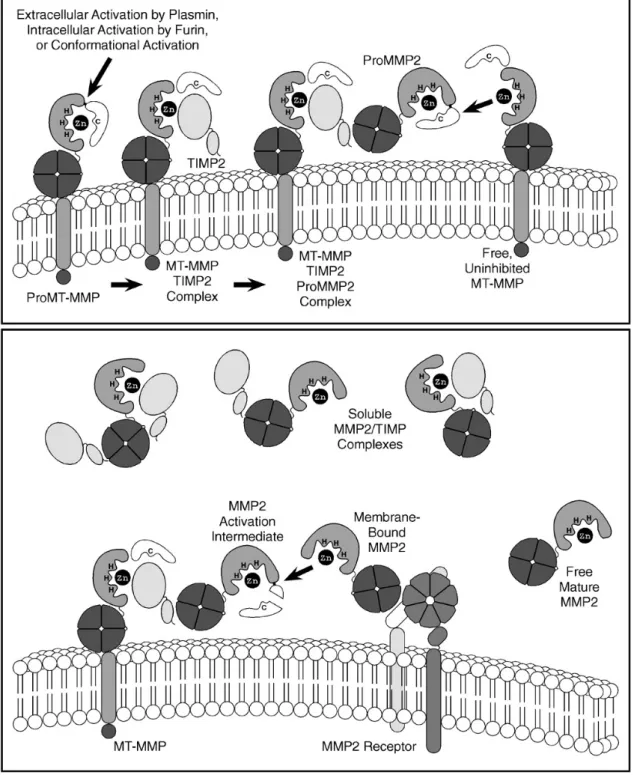 Figure 9: Activation de la MMP-2 à la surface cellulaire. Une pro-MT1-MMP est activée durant le transport vers la  surface cellulaire par une sérine protéase intracellulaire, à la surface cellulaire par la plasmine, ou par des  changements conformationnels