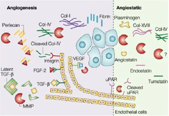 Figure 10: Production de fragments inhibiteurs de l’angiogenèse par les MMPs d’après [Egeblad and Werb,  2002]